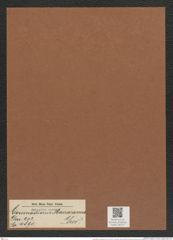 Coscinodiscus macraeanus Grev. (de-Toni-Nr.: Genus 202, Species 4890) Zeichnungen Sammlung Grunow Mappe 04727 (Herbarium_W_Grunow_drawings_Folder_04727)